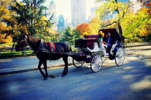 My photos of the (very beautiful) Central Park in Autumn